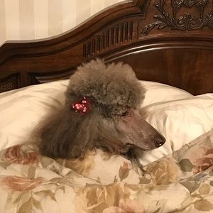 Meet your Posher, Joyce